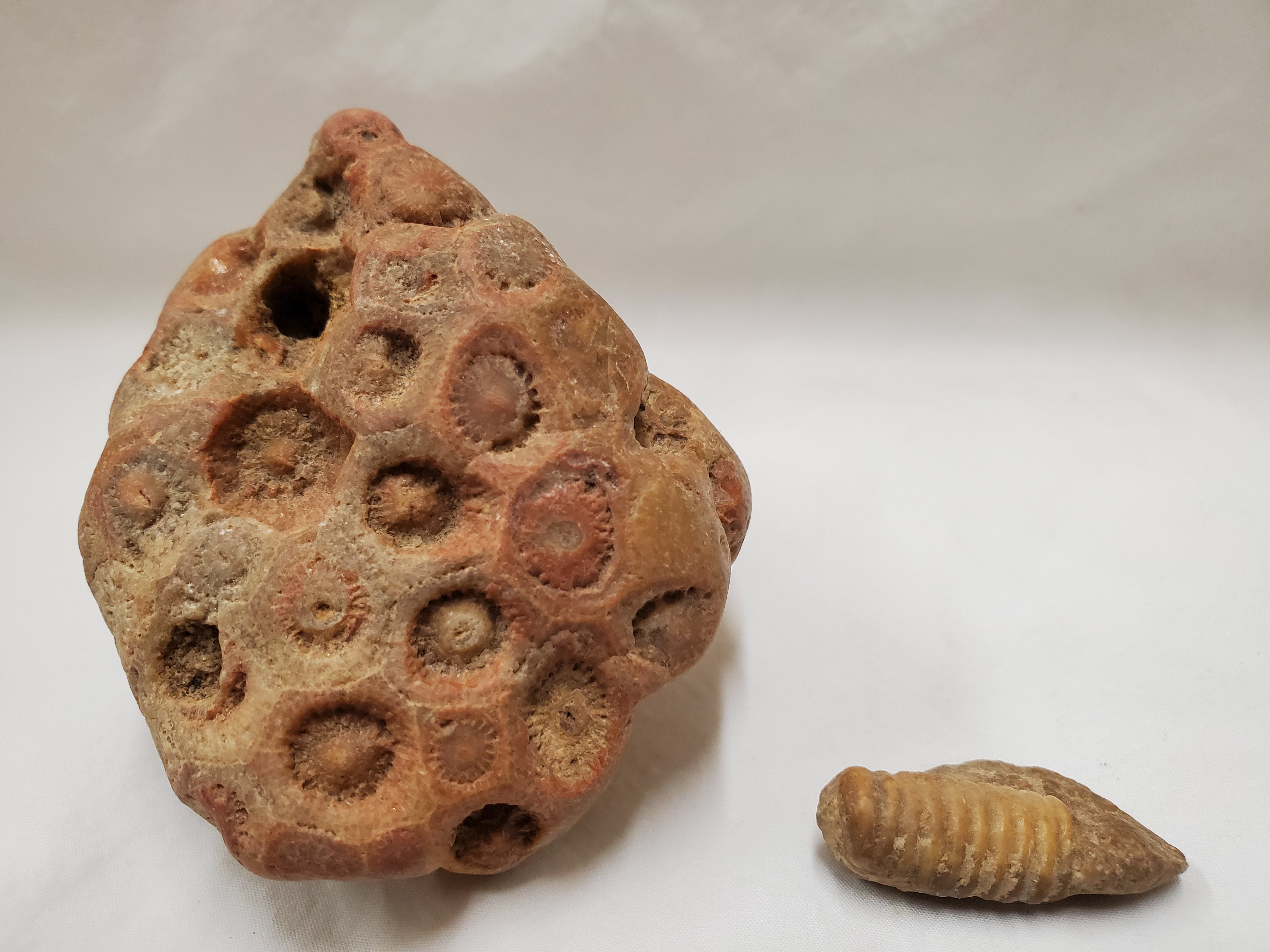 A picture with a piece of fossilized coral on the left and a crinoid fossil on the right 
